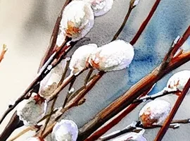 Православные верующие 5 апреля отмечают Вербное воскресенье Православные верующие 5 апреля отмечают Вербное воскресенье